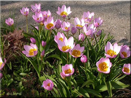 Tulipa saxalitis 'Lilac Wonder'