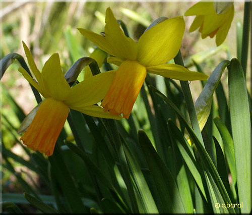 Les plantes bulbeuses  Narcissus 39;Jetfire39;, Narcisse 39;Jetfire39;