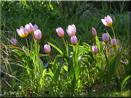 Tulipe 'Lilac Wonder'