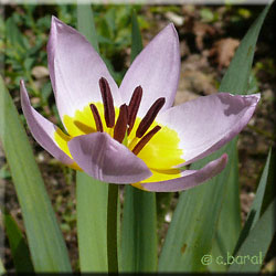 Fleur de Tulipa saxalitis