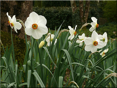 Narcissus poeticus 'Actea'