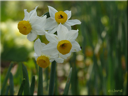 Narcisse 'Canaliculatus'