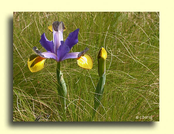 Iris Hollandica, Iris de Hollande 'Gipsy Beauty'
