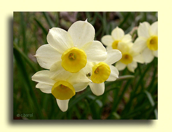 Narcissus, Narcisse 'Minnow'