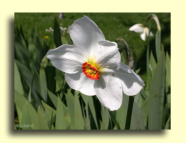 Narcissus poeticus, Narcisse des poètes