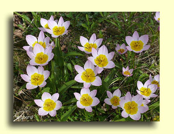 Tulipa saxatilis 'Lilac Wonder', Tulipe saxatile 'Lilac Wonder'