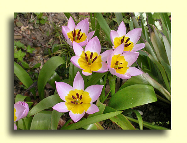 Tulipa saxatilis, Tulipe botanique saxatile