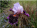 Iris barbu, Iris barbata
