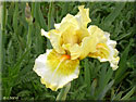 Iris intermediaires, Iris barbata mediator