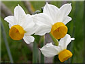 Narcisse, Narcissus canaliculatus