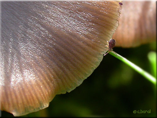 Plutaeceae, espèce non identifiée