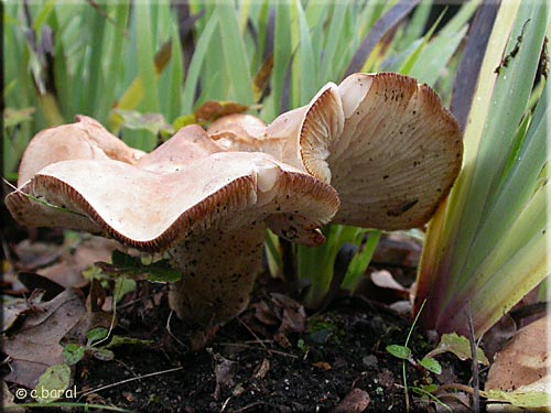 Leucopaxillus (Tricolor ?)