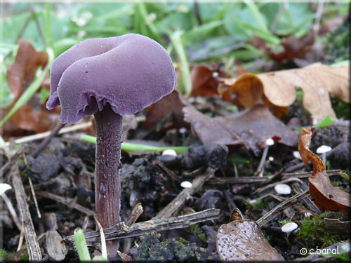 Laccaire améthyste, Laccaria amethystina