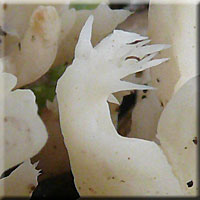 Clavaire à crêtes, Clavulina cristata