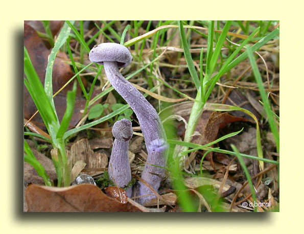 Laccaria amethystina, Laccaire améthyste