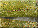 Nectria cinnabarina, Nectrie couleur cinabre