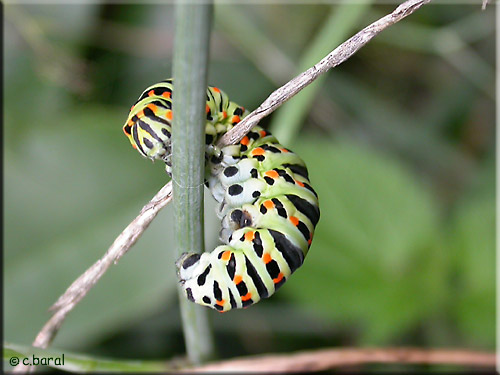 Chenille de Machaon, Papilio machaon