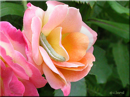 Chenille d'Orthosia gothica sur une rose