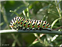 Chenille de Papilio Machaon, Papilio Machaon