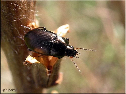 Harpalus, Harpale Harpalus