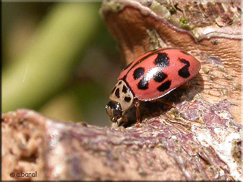 Oenopia conglobata, Coccinelle rose