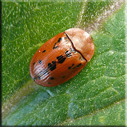 Casside coccinelle