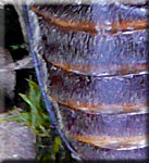Face ventrale du Prionus coriarus mâle
