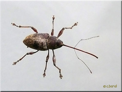 Balanin éléphant ou Balanin des châtaignes, Curculio elephas Balanin éléphant ou Balanin des châtaignes, Curculio elephas