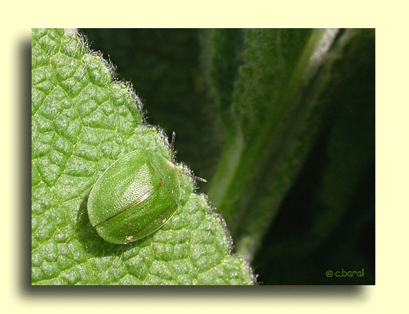 Cassida viridis, Casside verte