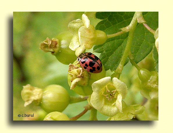 Oenopia conglobata, coccinelle rose