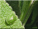 Casside, Cassida viridis