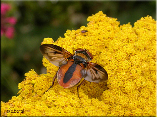 Ectophasia crassipennis, Phasie crassipienne mâle