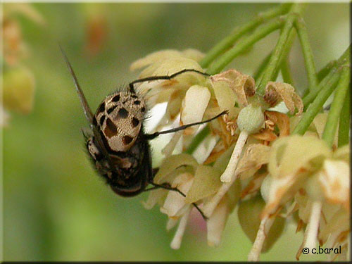 Abdomen de la Graphomyie tachée, Graphomya maculata