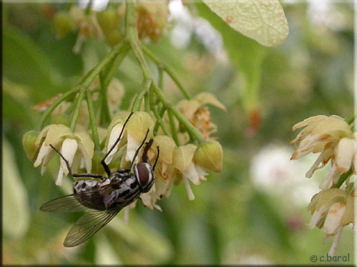 Graphomya maculata, Graphomyie tachée