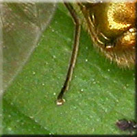 Tarse basal clair de Chloromyia speciosa