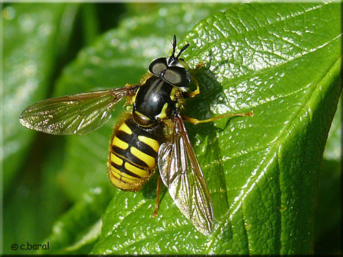 Chrysotoxum cautum