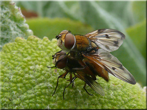 Accouplement d'Ectophasia crassipennis