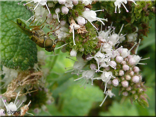 Odontomyia angulata, l'Odontomyie anguleuse