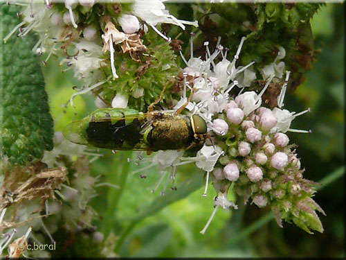 Odontomyie anguleuse, Odontomyia angulata