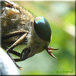 Antennes bicolores de Philipomyia aprica