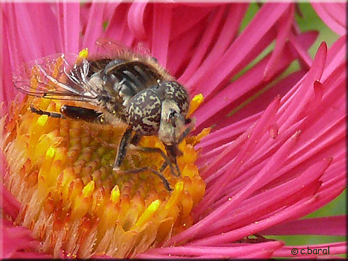 Eristalinus sepulchralis, Eristale sépulcrale mâle