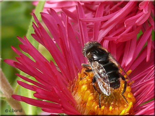 Eristalinus sepulchralis, Eristale sépulcrale mâle