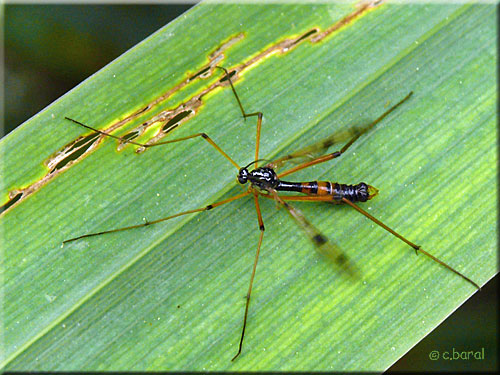 Ptychoptère mâle, Ptychoptera contaminata mâle