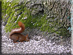 Cet écureuil cherche des graines pleines parmi les coquilles