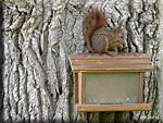 L'écureuil s'installe sur le toit pour décortiquer les graines