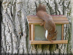 L'écureuil prend les graines dans la mangeoire