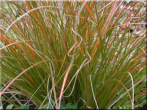 Coloris du Carex testacea