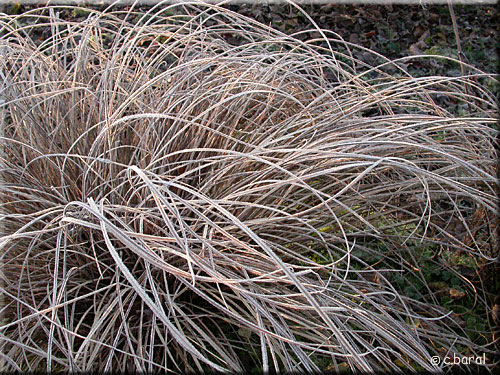 Carex comans 'Bronze Form' en hiver