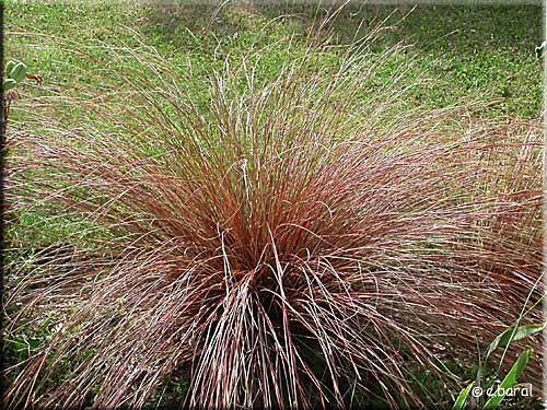 Laîche rouge, Carex buchananii