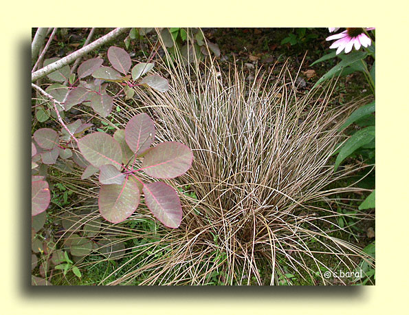 Carex comans 'Bronze Form', Laîche 'Bronze'